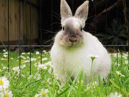 Can A Pet Rabbit Eat Dandelions_dandelions and rabbits