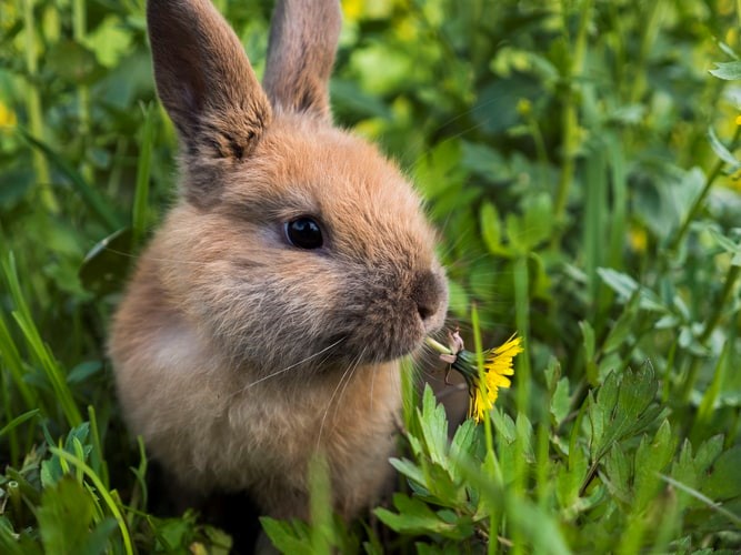 Can A Pet Rabbit Eat Dandelions_looking rabbit