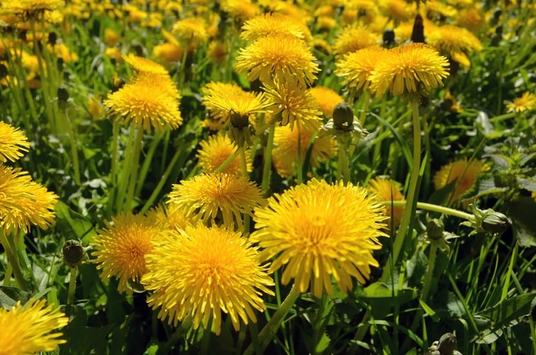 Can A Pet Rabbit Eat Dandelions_looking rabbit_dandelions