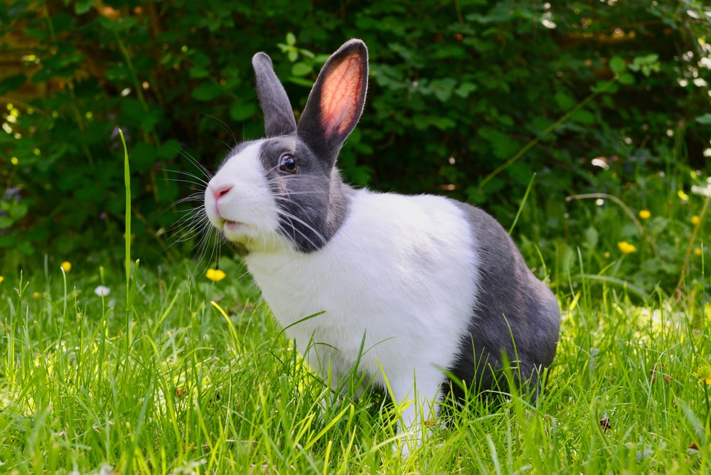Can A Pet Rabbit Eat Dandelions_looking rabbit_rabbit with dandelions