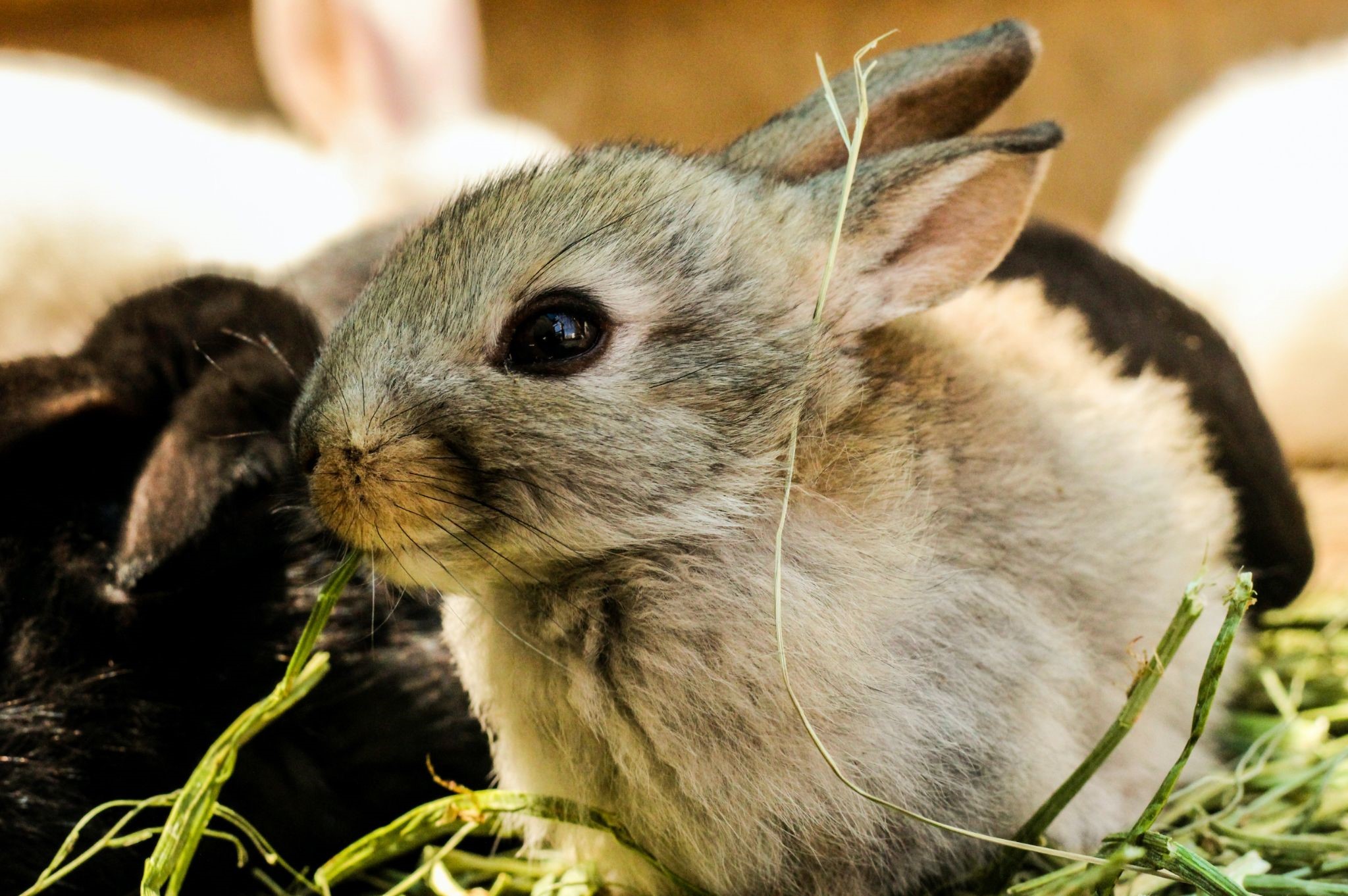 Can Rabbits Eat Spinach Daily