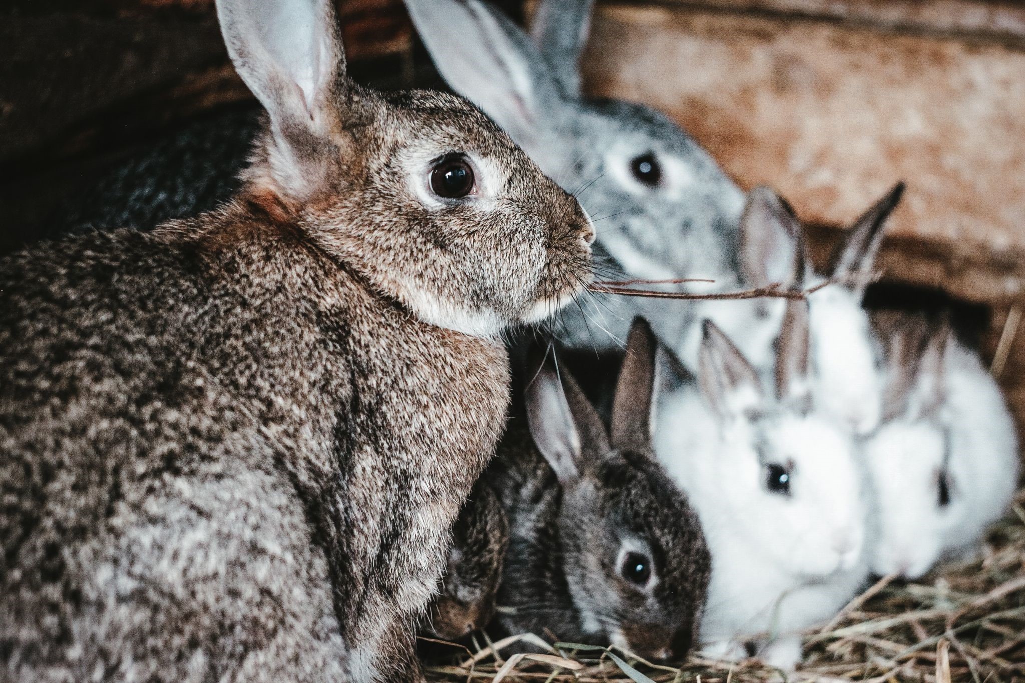 Can a pet rabbit mate with a wild rabbit?