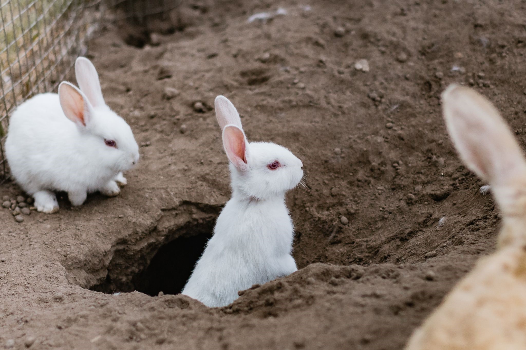 Can a pet rabbit mate with a wild rabbit_rabbits in hole