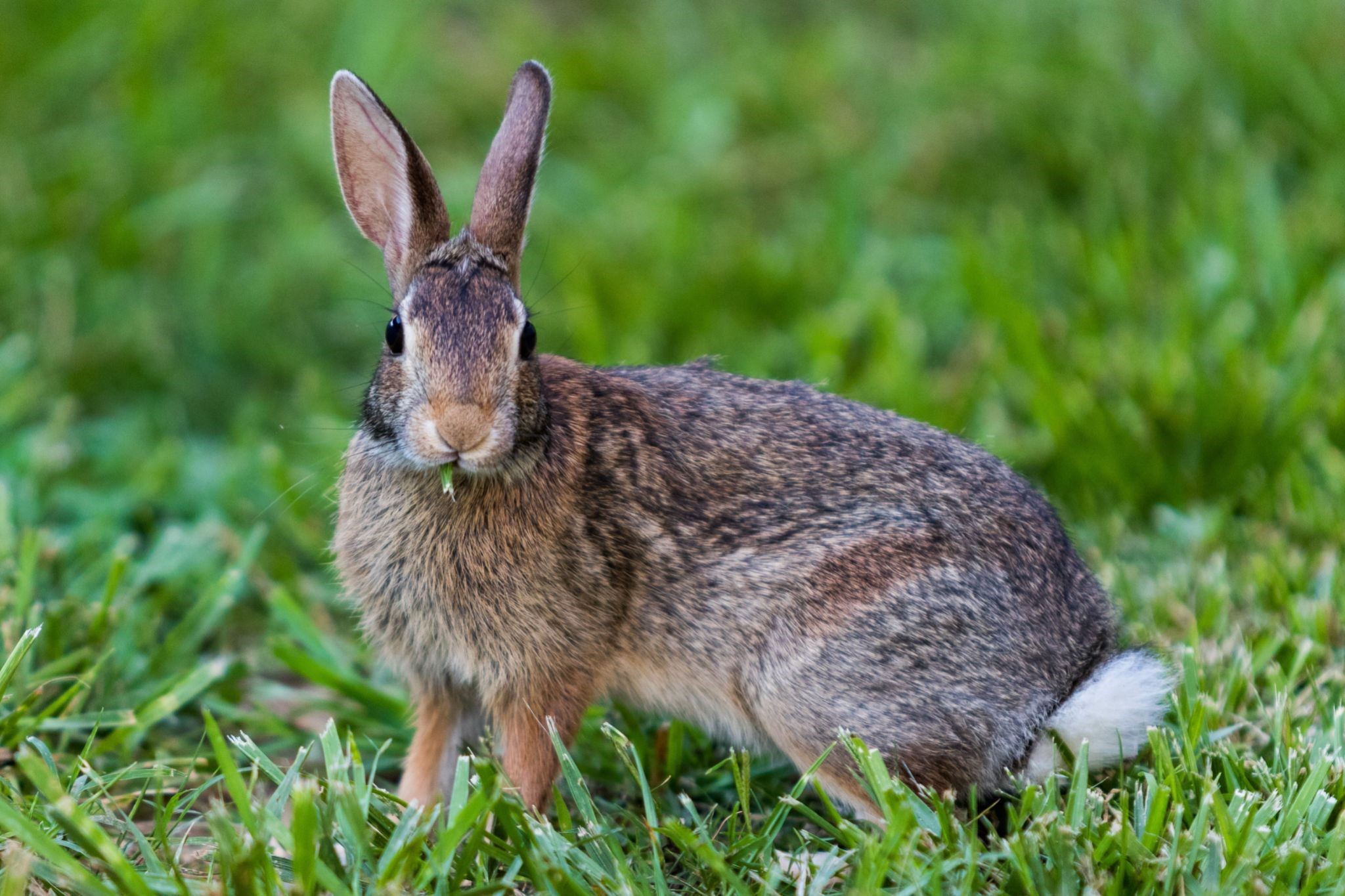 Can a pet rabbit mate with a wild rabbit_wild rabbit
