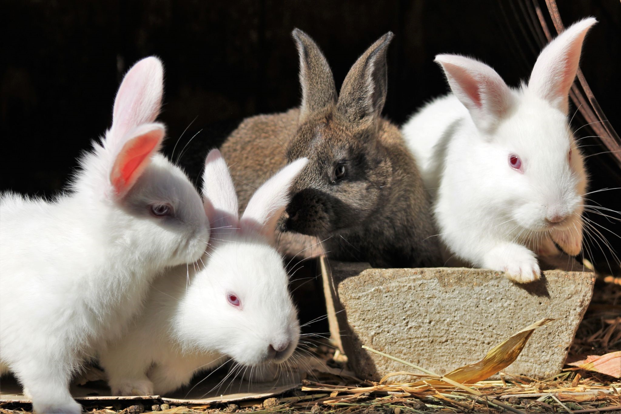 Can a pet rabbit mate with a wild rabbit_young rabbits