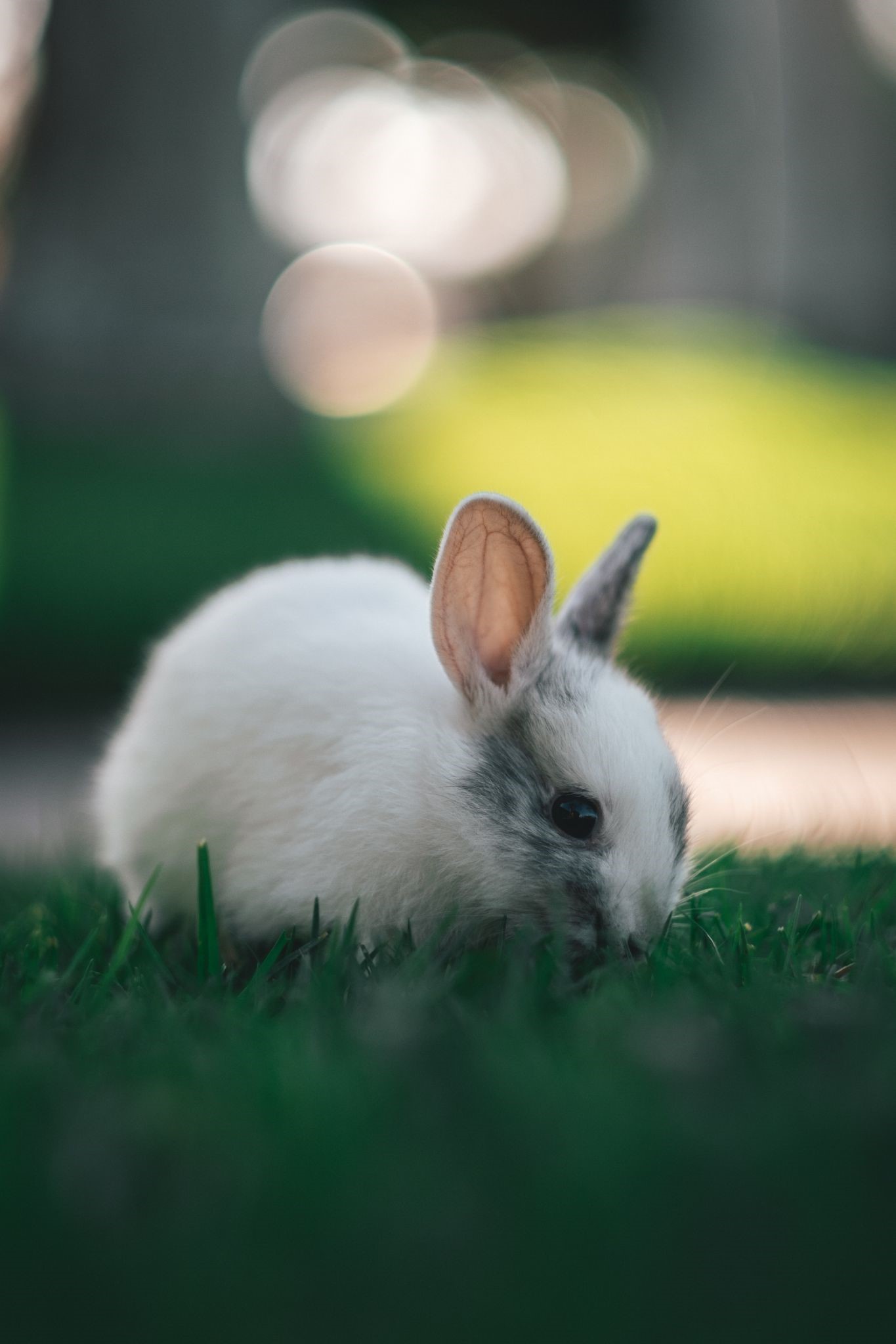 Can pet rabbits eat cucumbers_rabbit in green