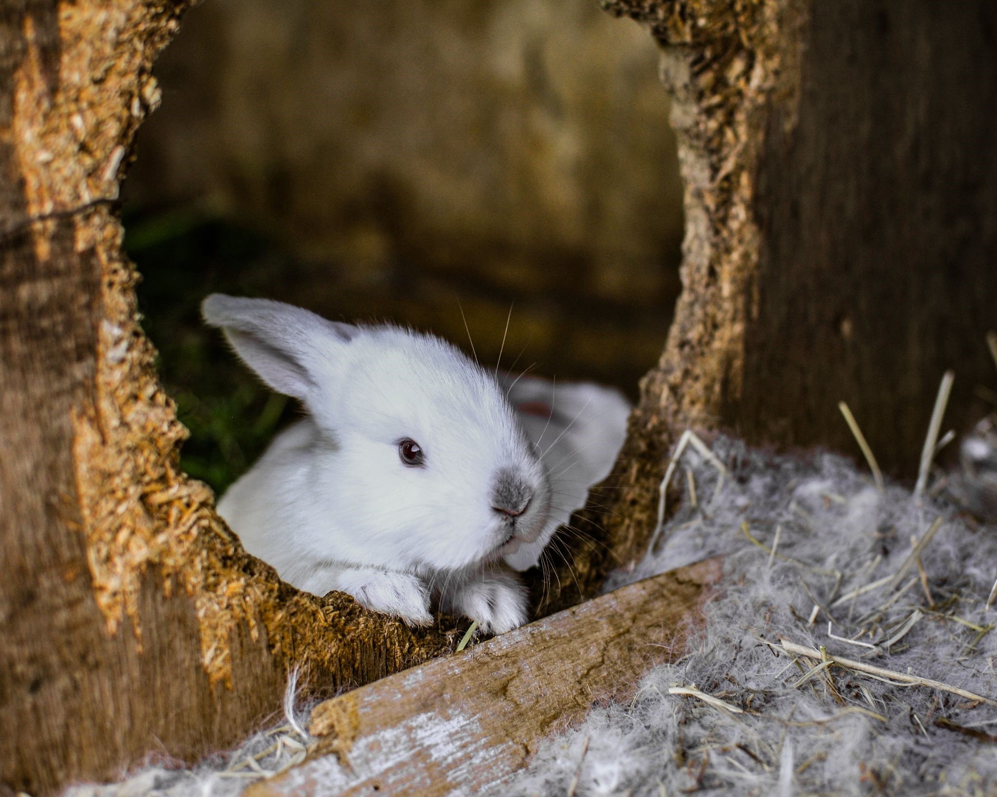 How do you protect baseboards from your pet rabbits