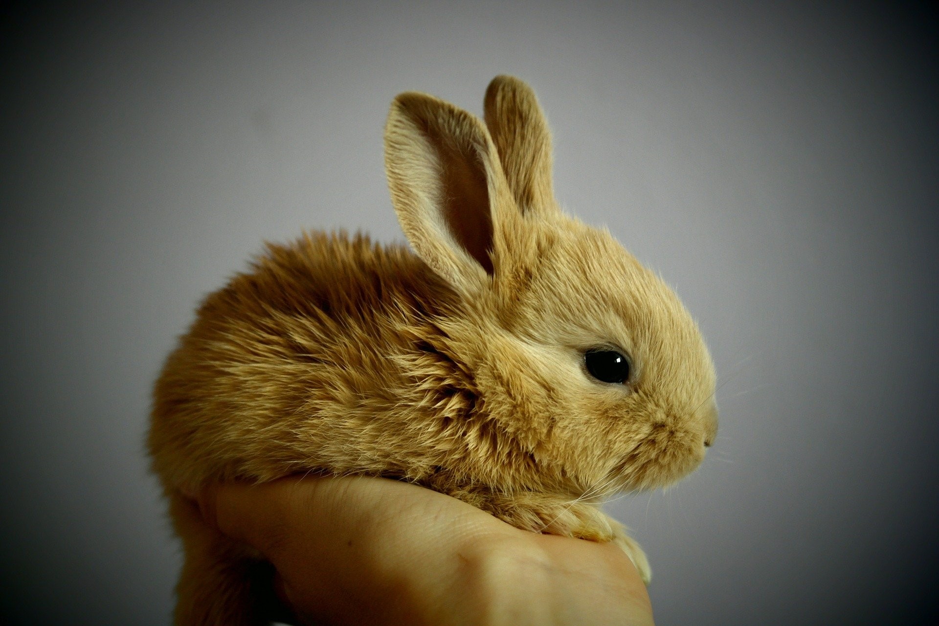 Is there a vaccine for myxomatosis in pet rabbits?