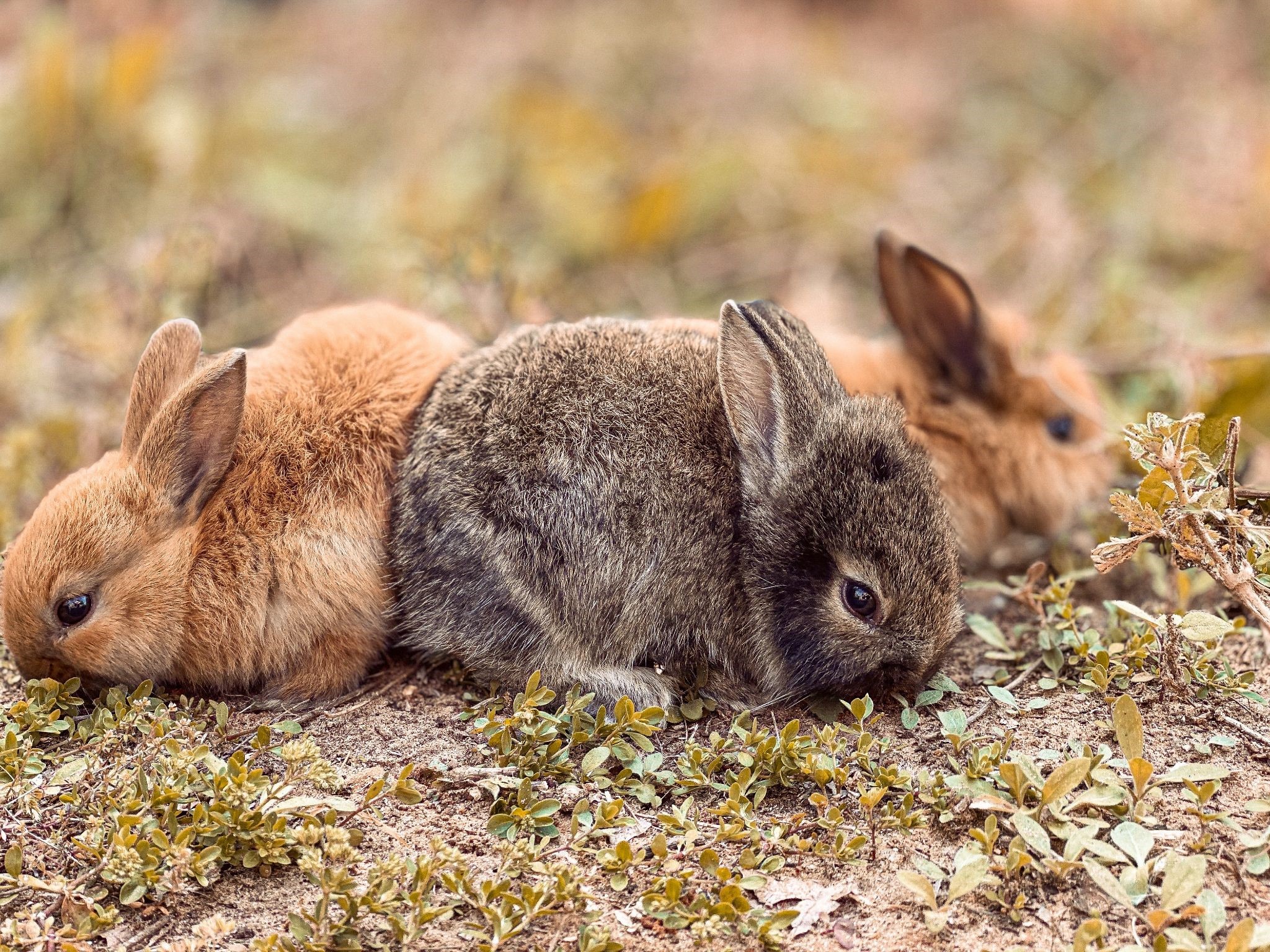 Myxomatosis Do To Rabbits_Can Rabbits Survive Myxomatosis