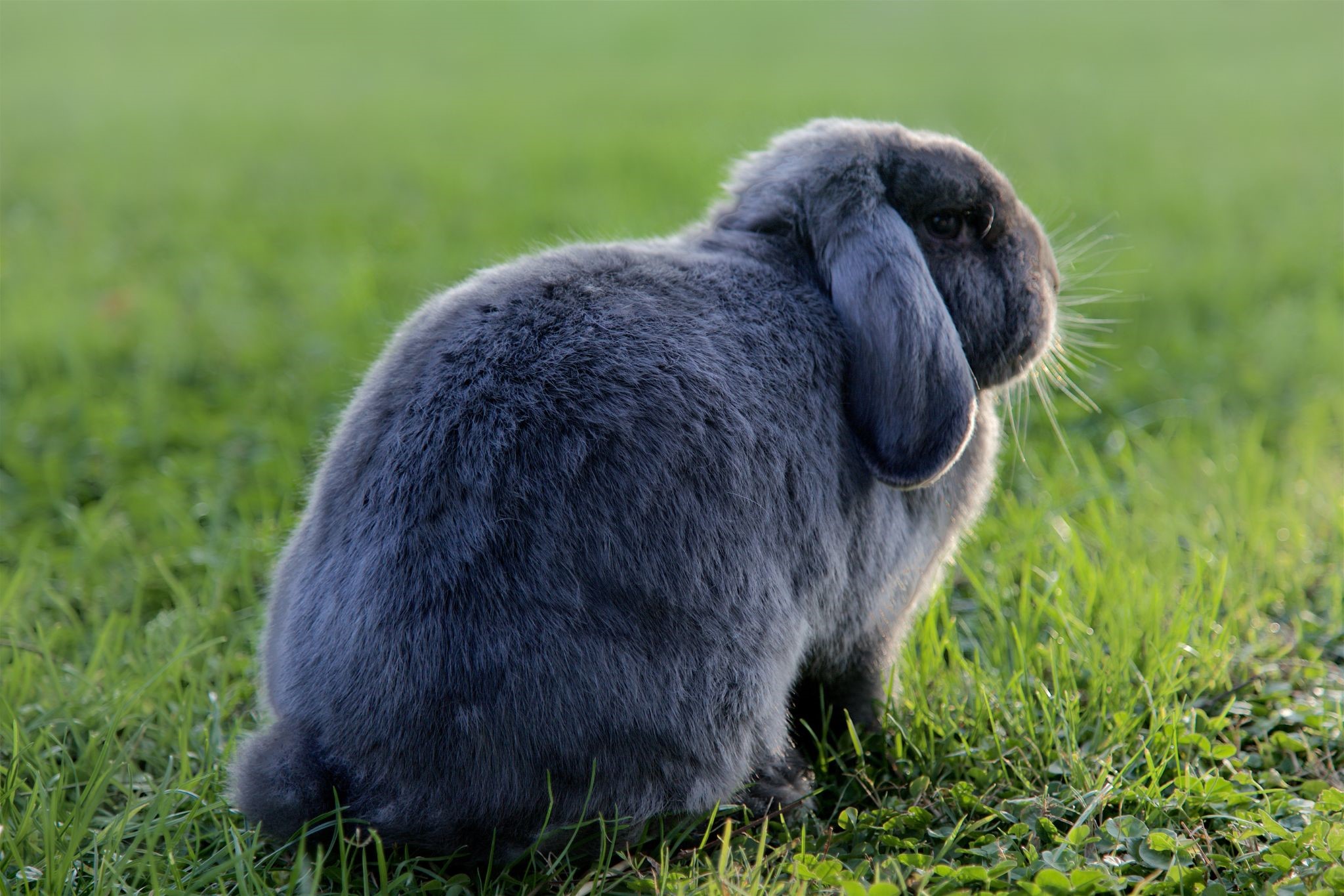 Should I cover my rabbit's cage at night_rabbit in field