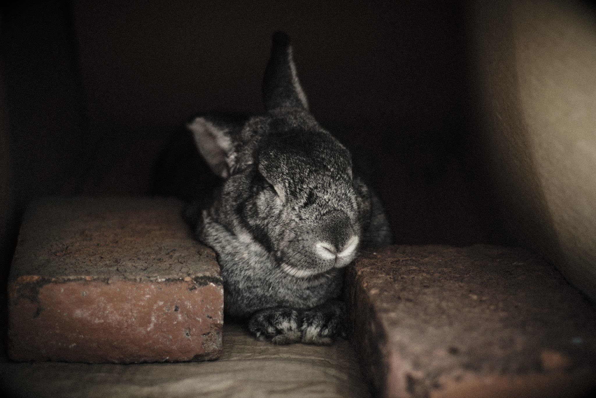 Should I cover my rabbit's cage at night_rabbit leep