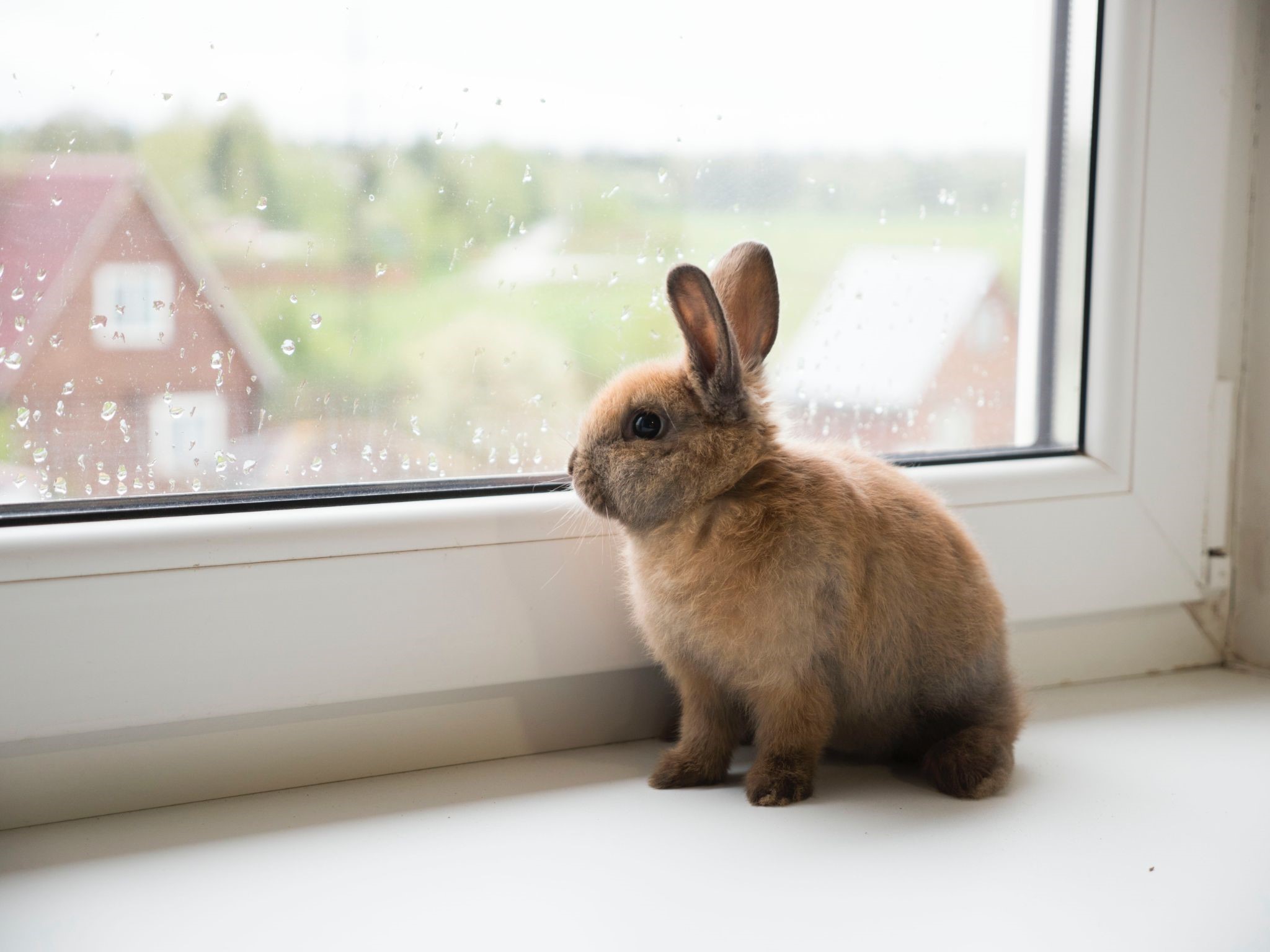 Should I cover my rabbit's cage at night_rabbit watching