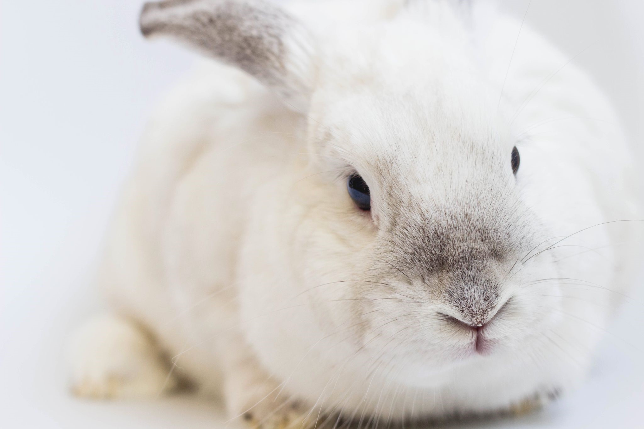 What do pet rabbits like to sleep on_sleeping rabbit