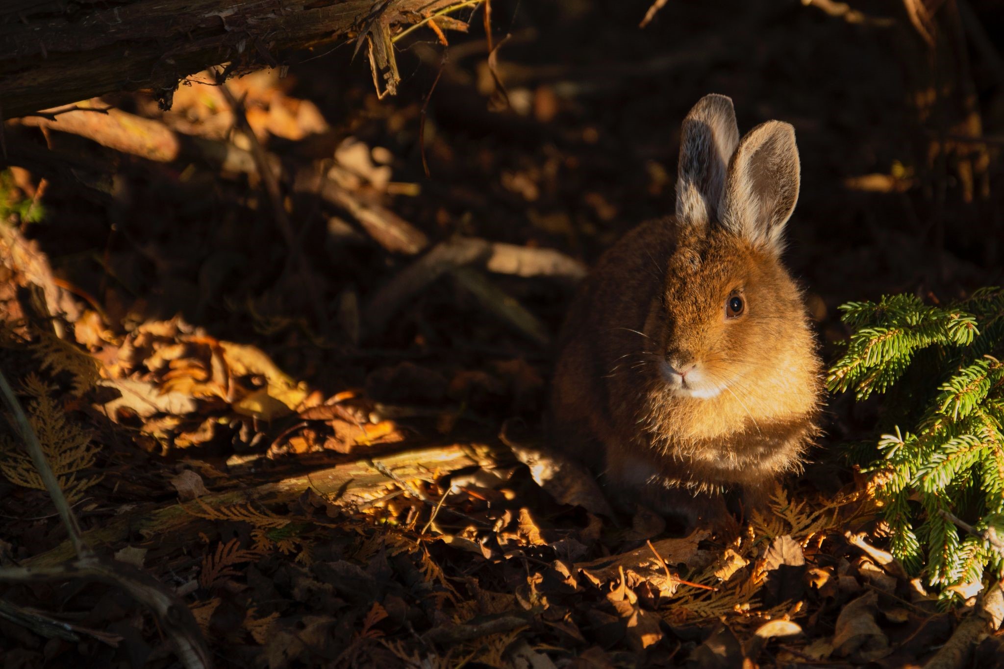 Why my pet rabbit died_rabbit