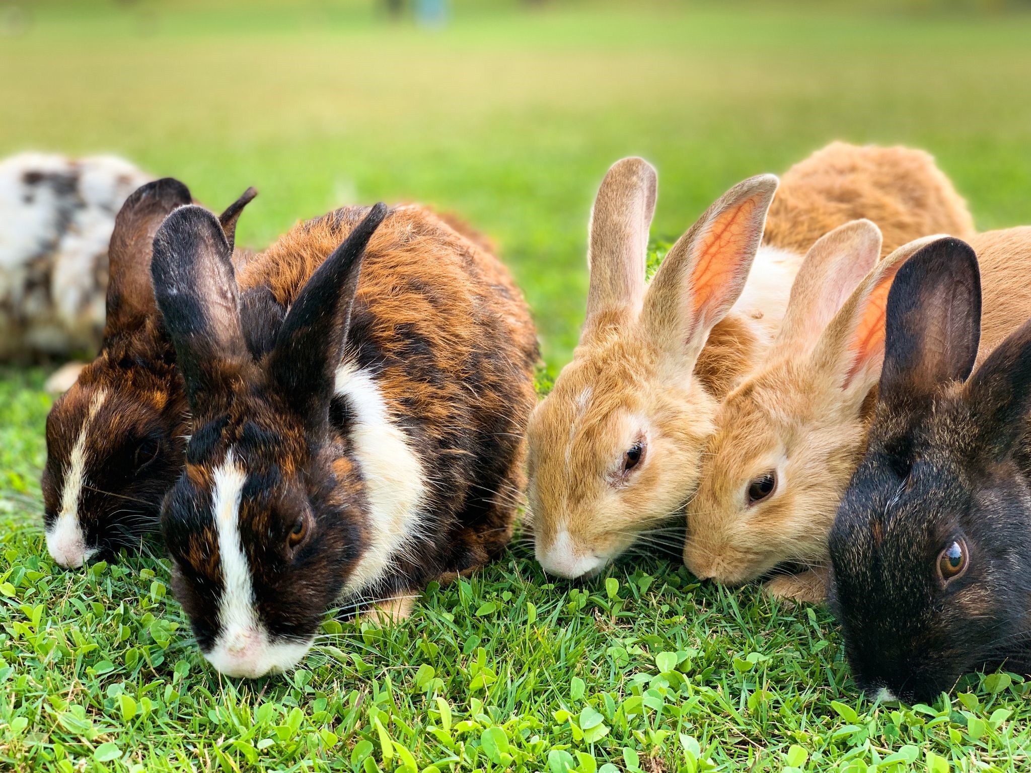 Why my pet rabbit died_rabbits