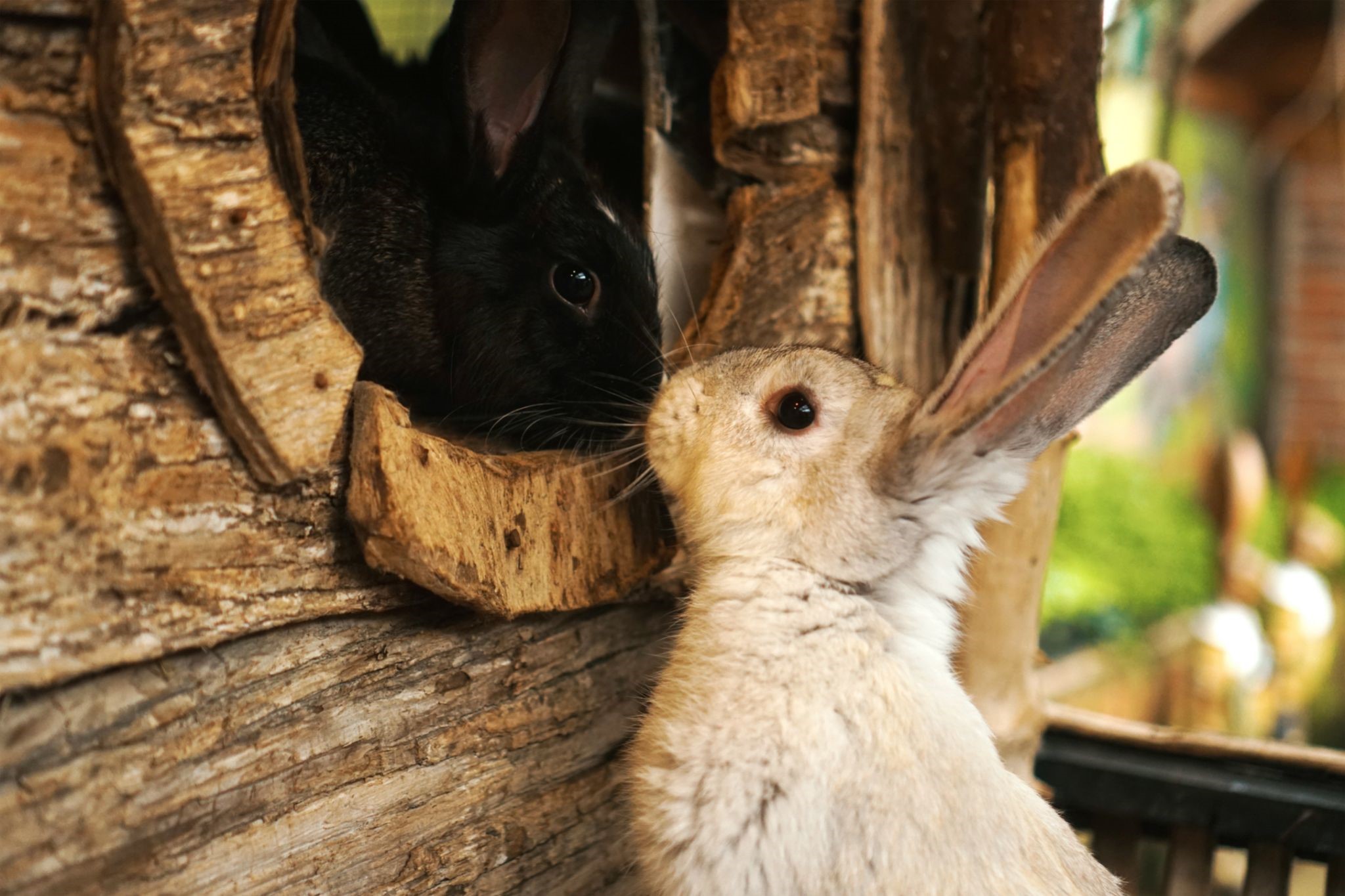 Why my pet rabbit died_two rabbits
