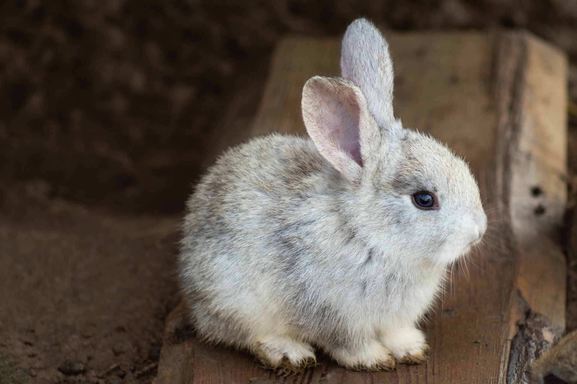 A gentle rabbit