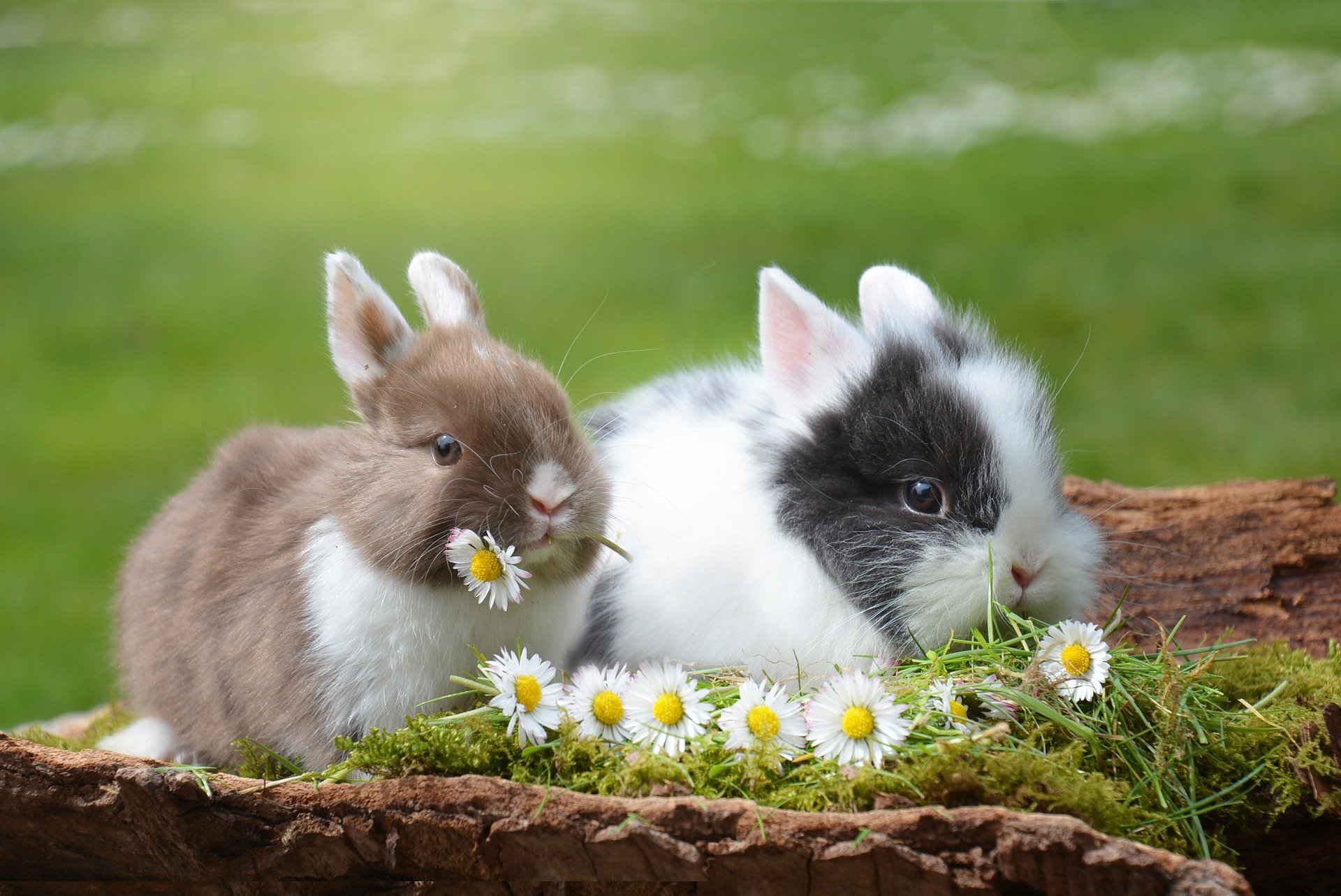 two beautiful pet rabbits sleeping