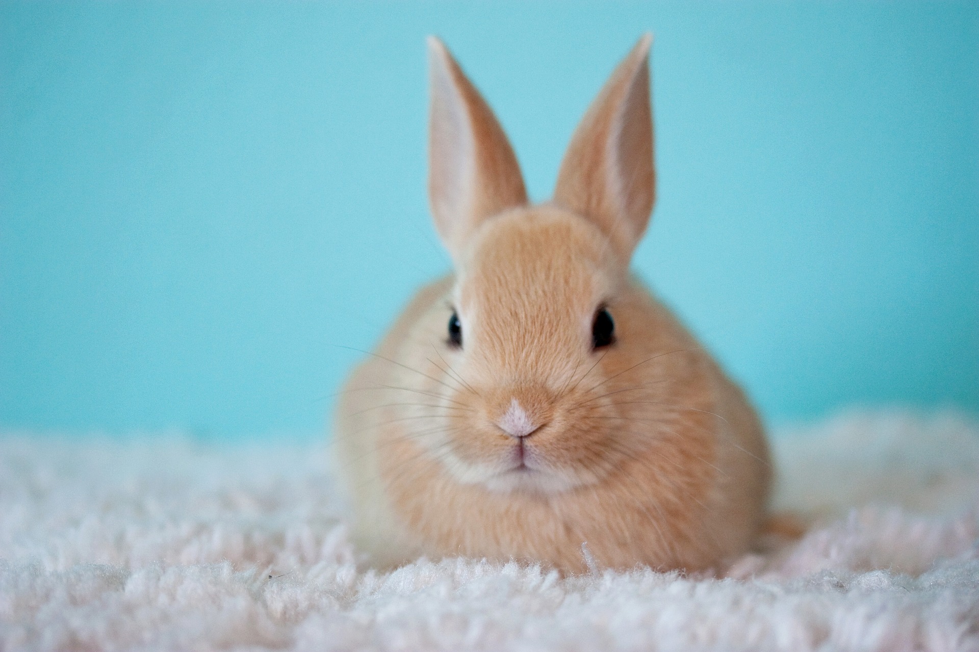 pet rabbit on a fluffy mat