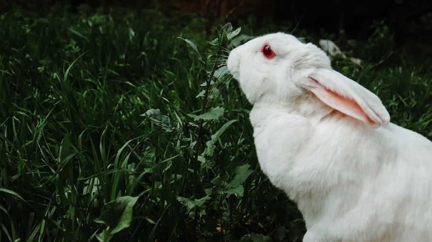 Can Pet rabbits eat strawberries_A white rabbit eating leaves