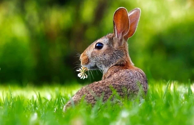 Can pet rabbits eat apples_A wild rabbit