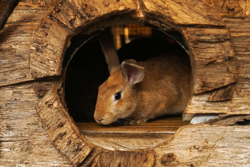 Does a pet rabbit have agility _Rabbit hiding