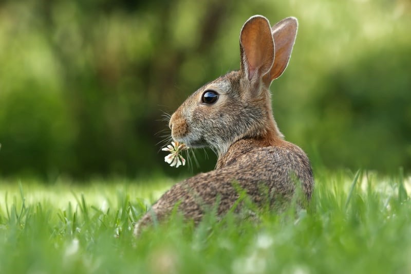 Does a pet rabbit have agility _Rabbit