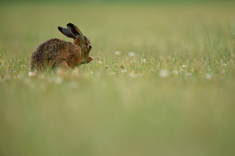 Does a pet rabbit have agility_ hopping rabbit