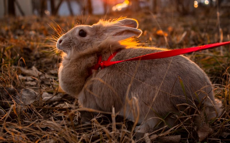 Does a pet rabbit have agility_Rabbit on a leash