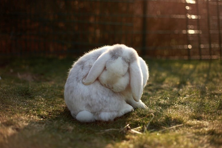 How do you pet a rabbit at home_White rabbit grooming