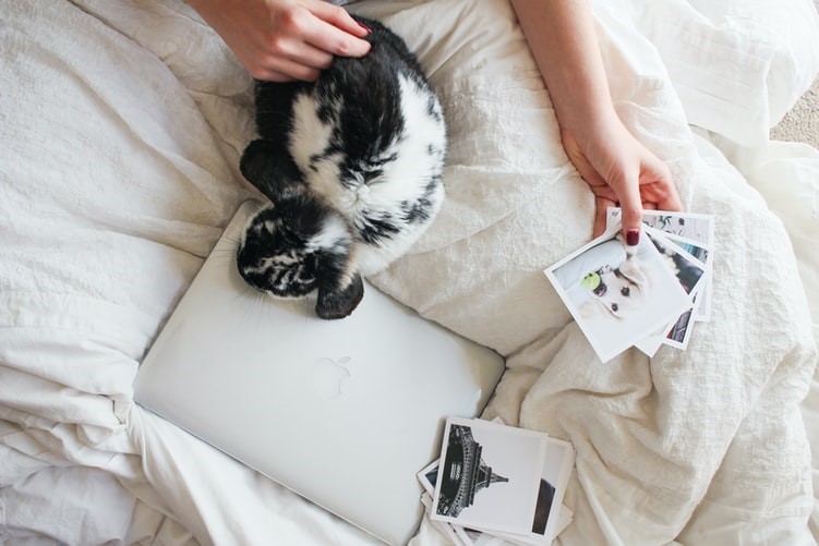 How do you pet a rabbit at home_petting rabbit