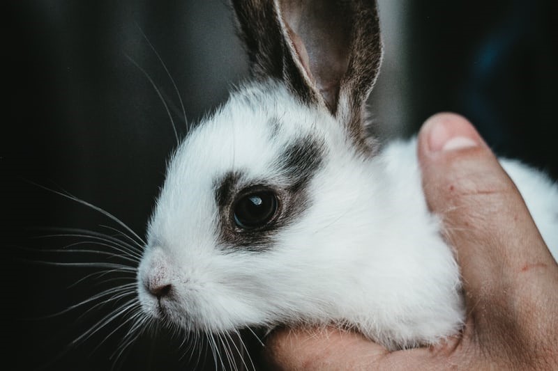 How do you pet a rabbit at home_rabbit in hand
