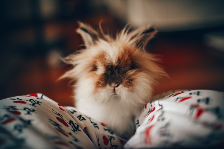 How do you pet a rabbit at home_white and brown rabbit