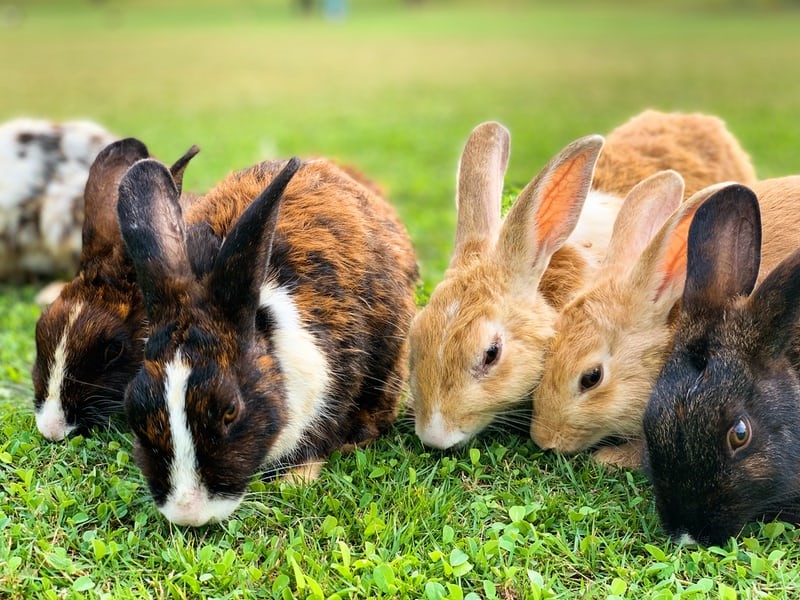 How to process a rabbit for meat _ a colony of healthy rabbits