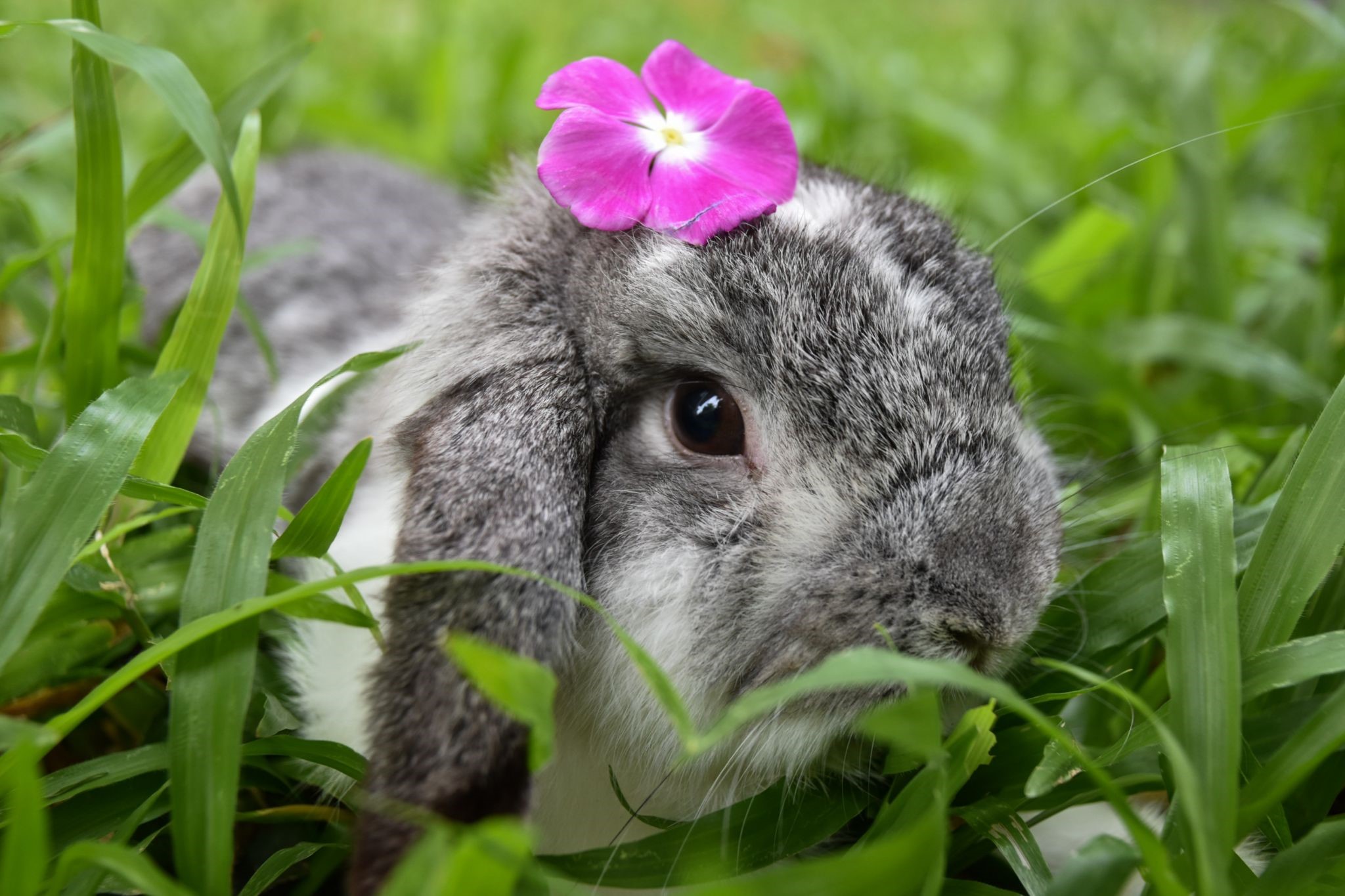Pet Rabbit for Easter_a rabbit in green plants