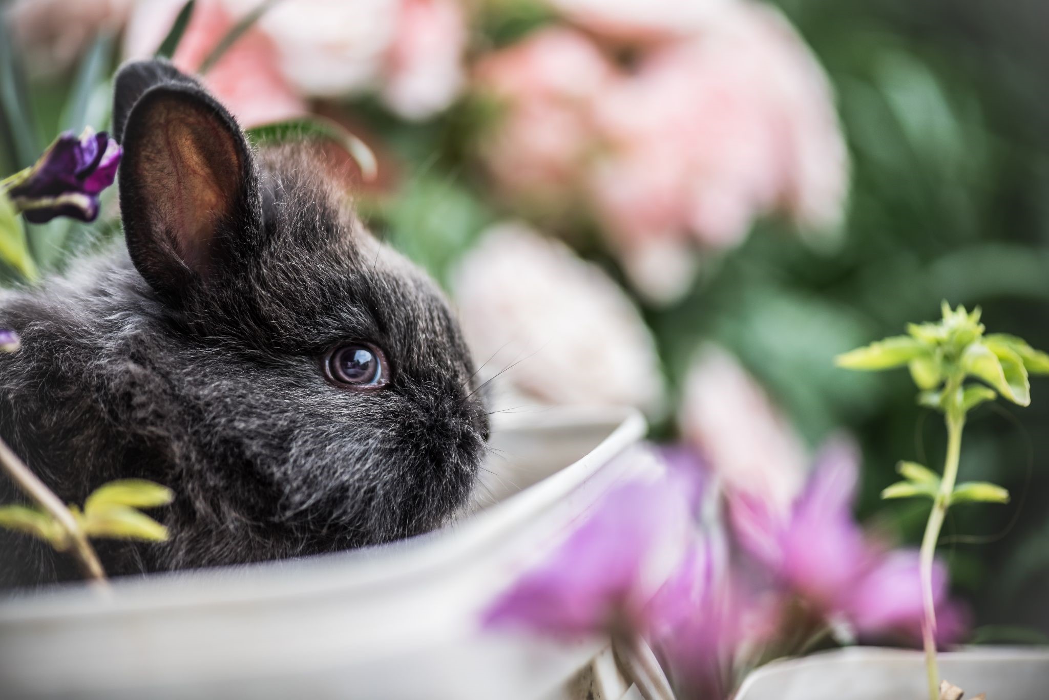 Pet Rabbit for Easter_eating rabbits