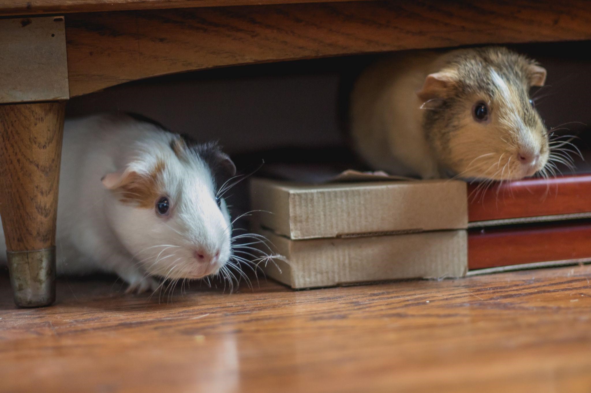 Should I Get a Pet Rabbit or a Guinea Pig_Rabbit and Guinea pig