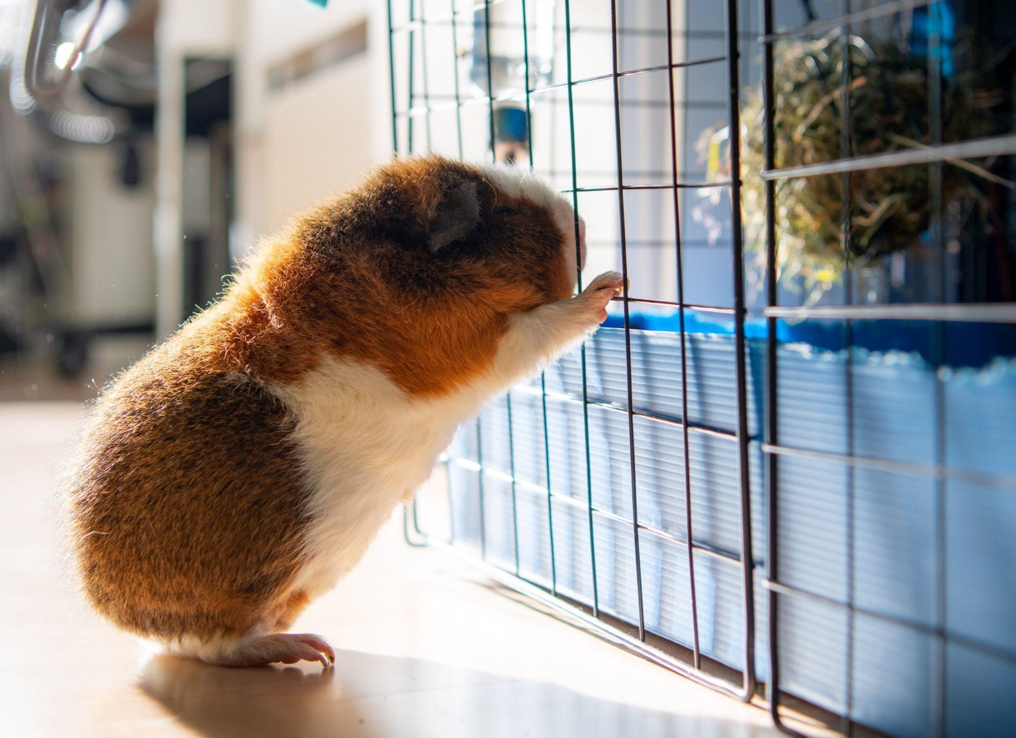 Should I Get a Pet Rabbit or a Guinea Pig_Rabbit climbing