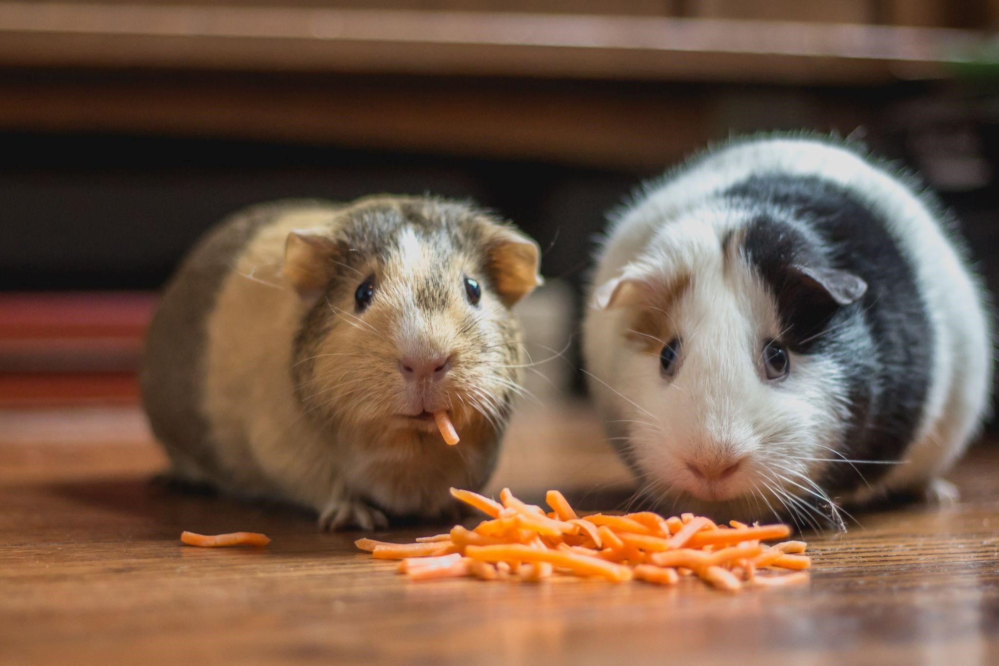 Should I Get a Pet Rabbit or a Guinea Pig_Rabbit eating chips
