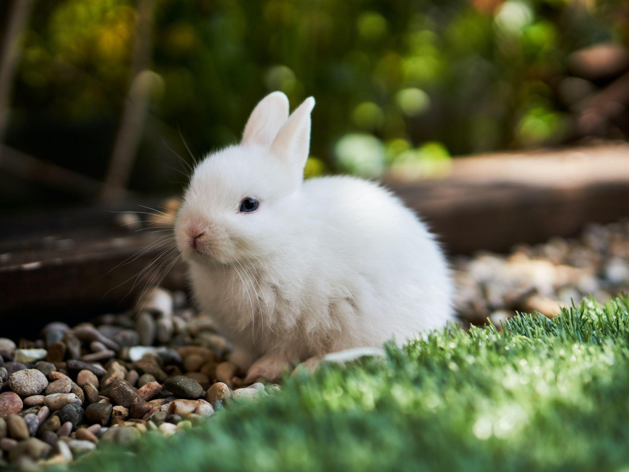 Should I Get a Pet Rabbit or a Guinea Pig_White Rabbit