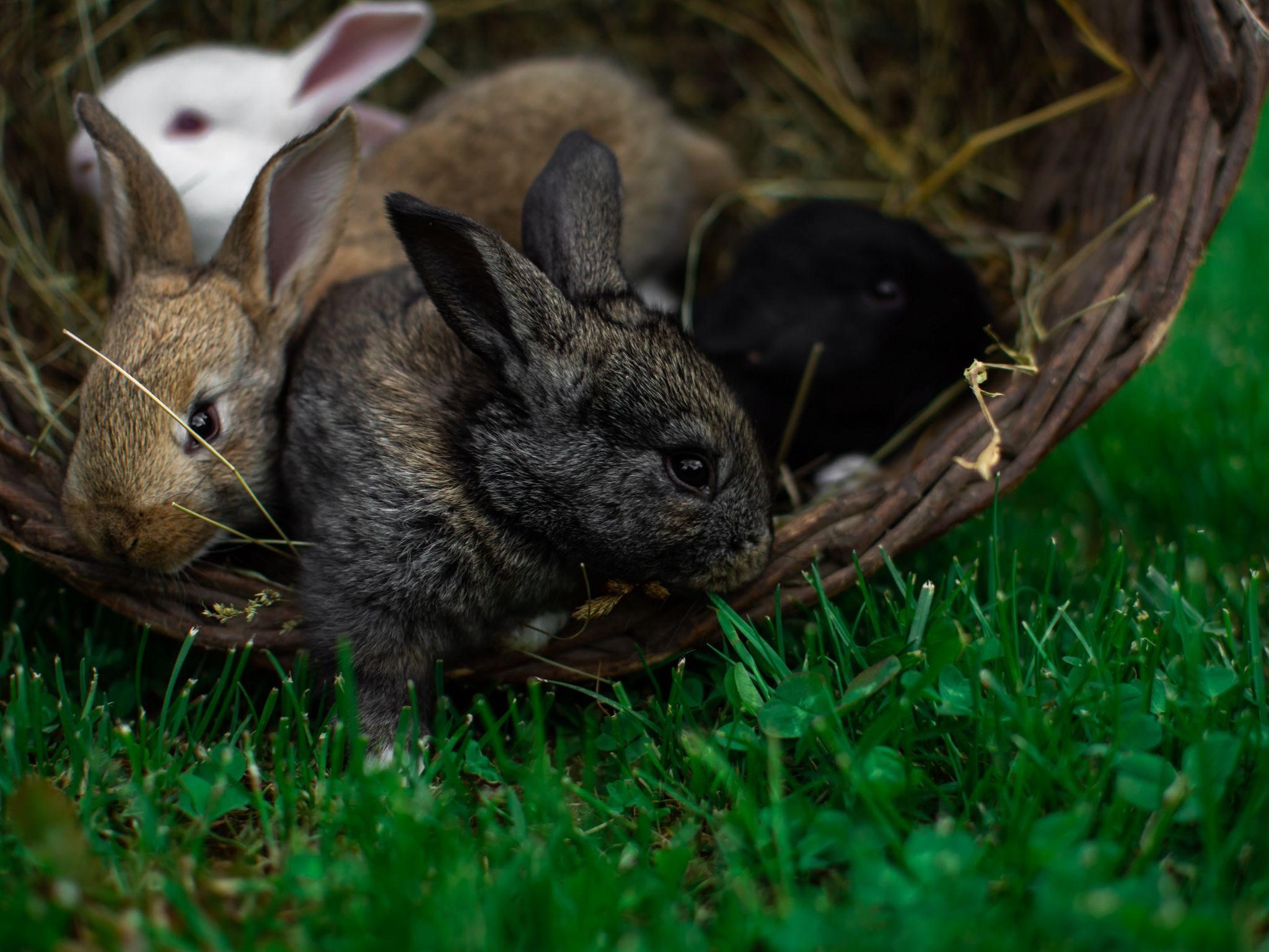What to tell from Pet Rabbits’ Body Language_Black Rabbit