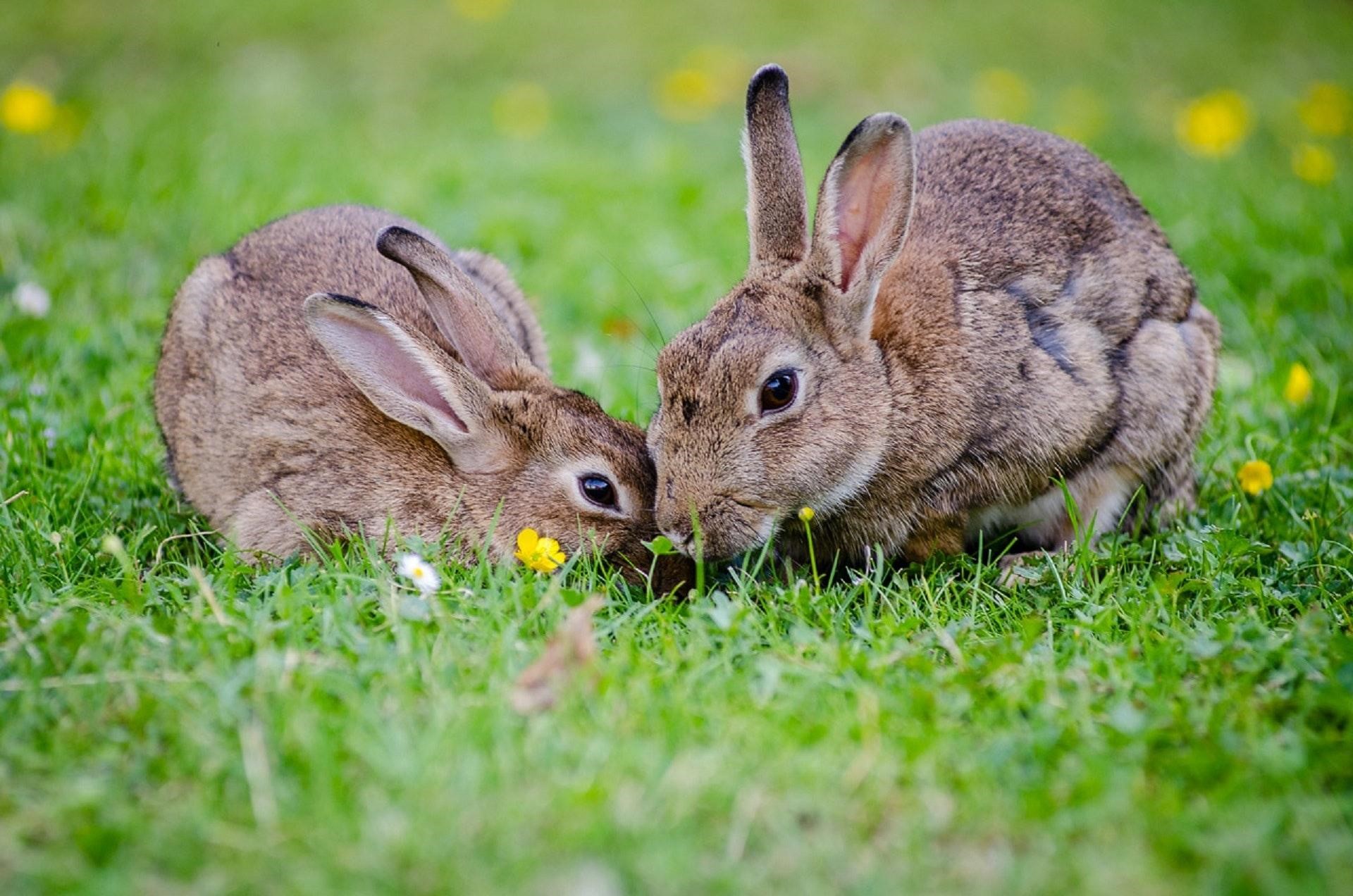 What to tell from Pet Rabbits’ Body Language_Playful Rabbit