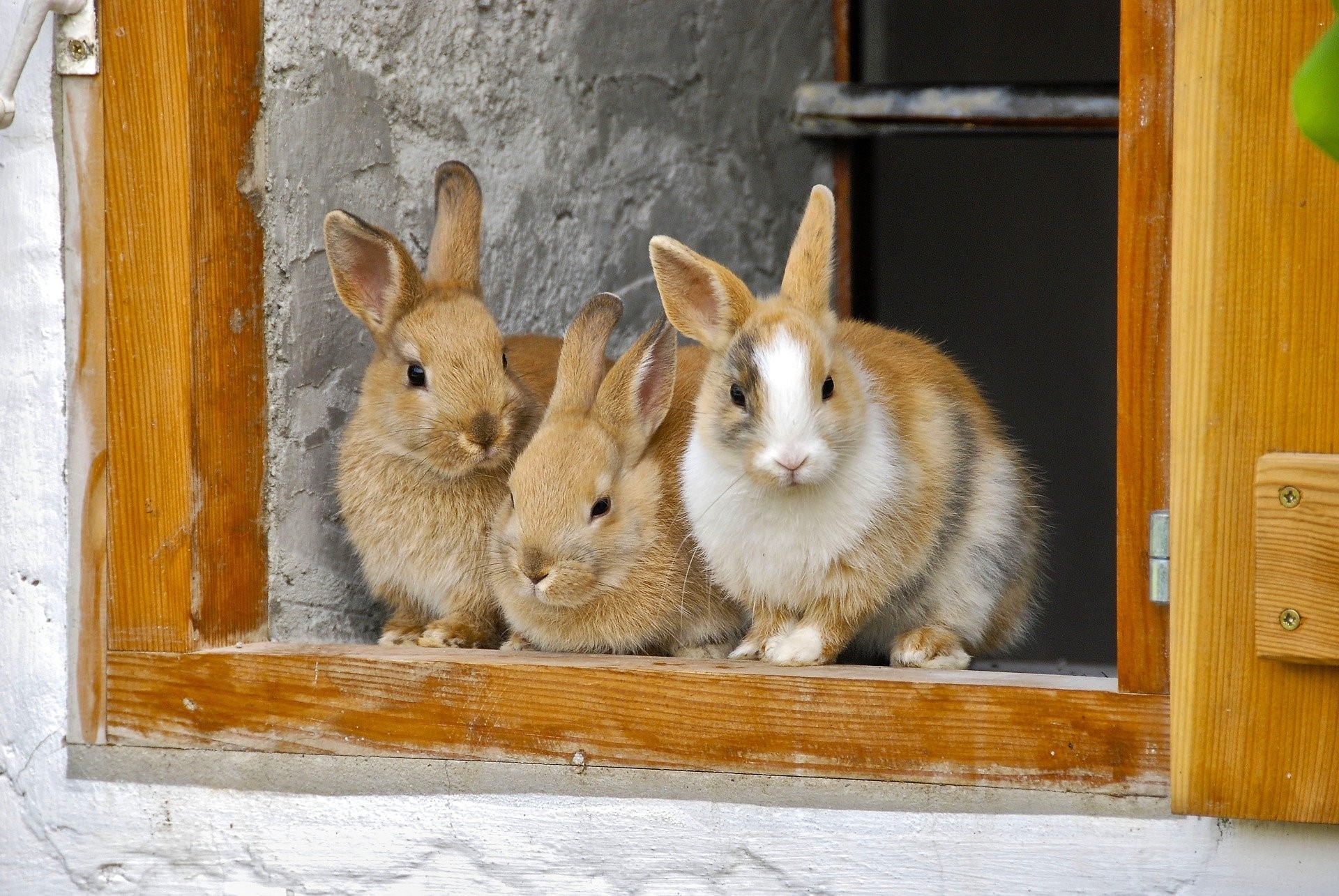 What to tell from Pet Rabbits’ Body Language_Rabbit by window