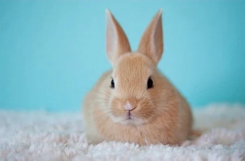 can pet rabbits eat apples_a baby rabbit