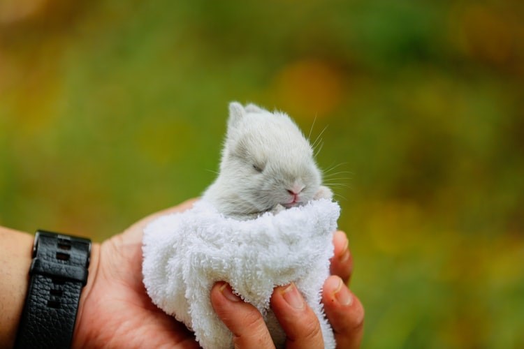 can pet rabbits eat strawberries_A baby bunny