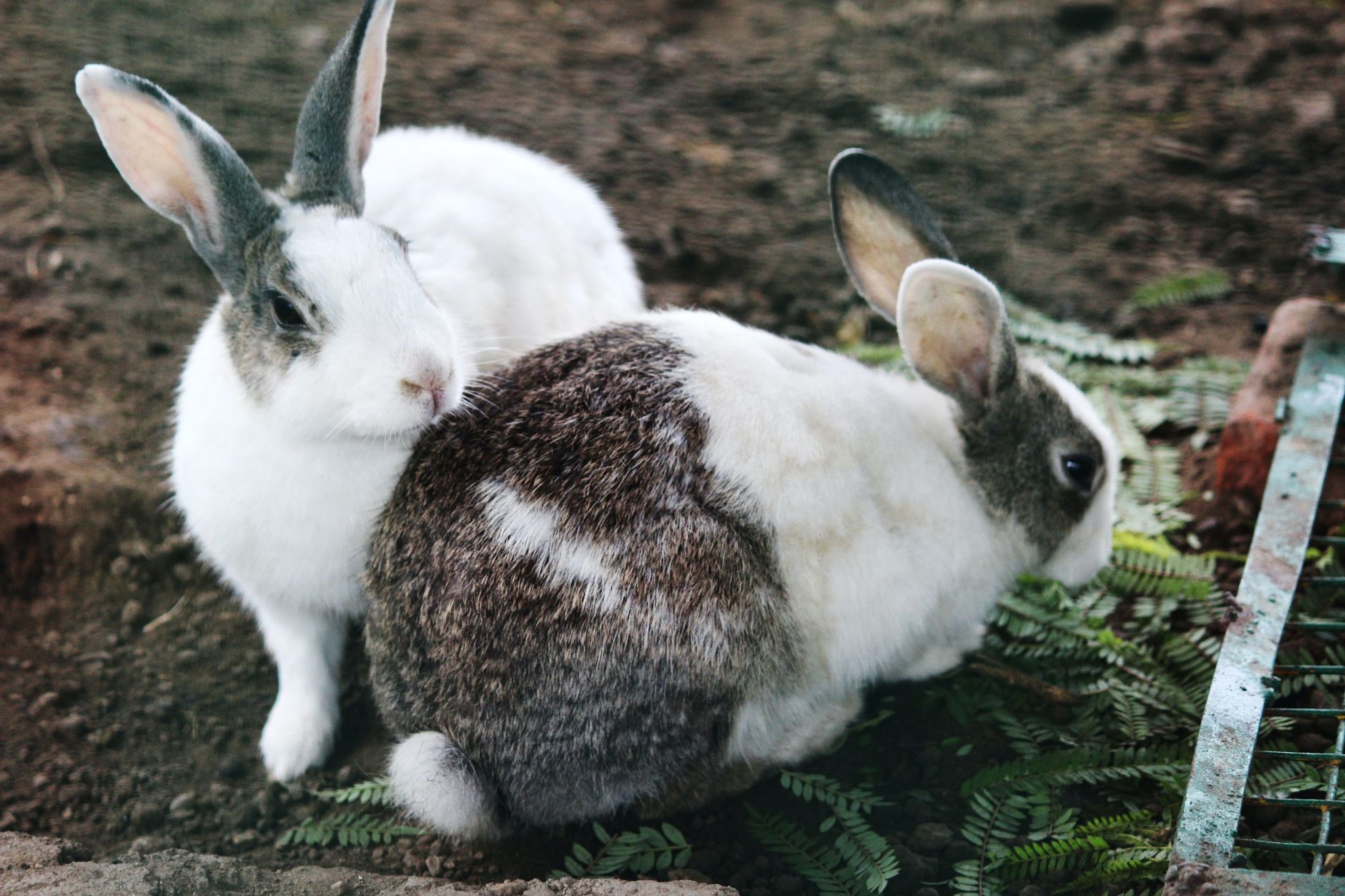 pet rabbit's sleeping position_rabbit eating outside