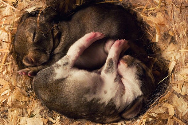 pet rabbit's sleeping position_rabbit sleeping on their sides