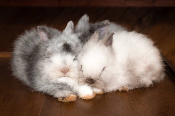 pet rabbit's sleeping position_rabbit sleeping side by side