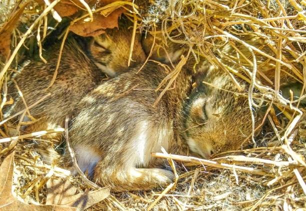 pet rabbit's sleeping position_rabbit sleeping under dry leaves