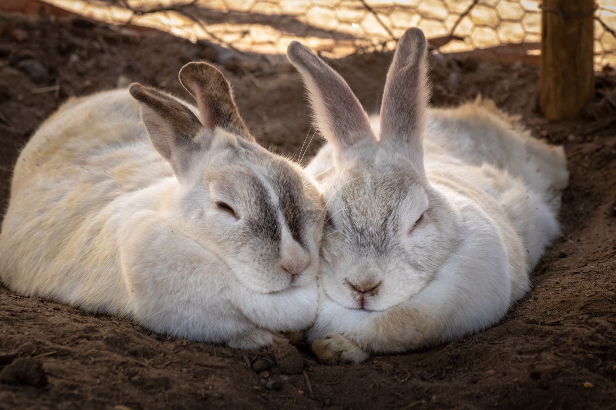 pet rabbit's sleeping position_sleeping rabbit